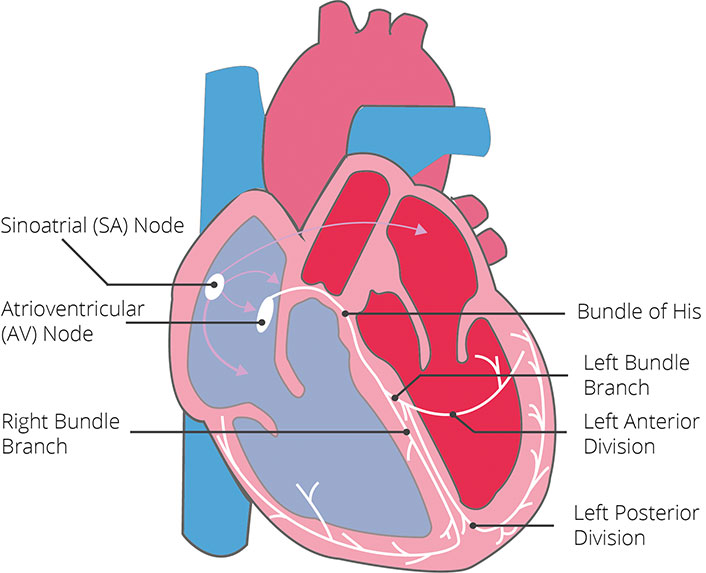 The heart's conduction system The conduction system of the heart